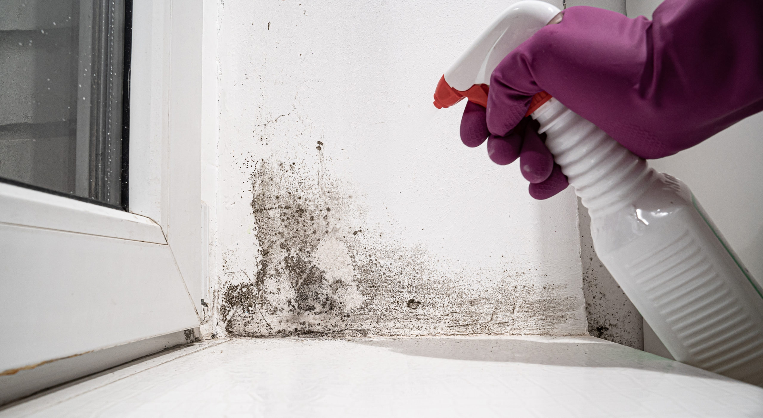 how to remove mold from your house window